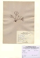 藏品(Laurencia sp.)的圖片